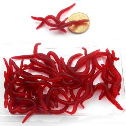 50 small eathworm.3.5 cm 50 τεμ κόκκινα σκουλήκια